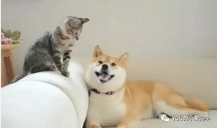  为什么柴犬适合做伴侣犬有什么优点
