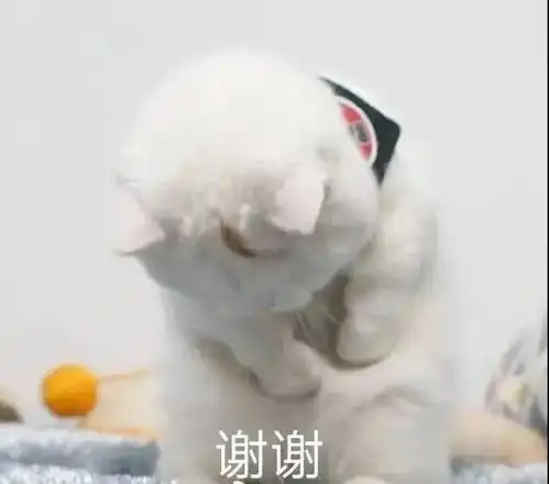  沙雕表情减肥的你