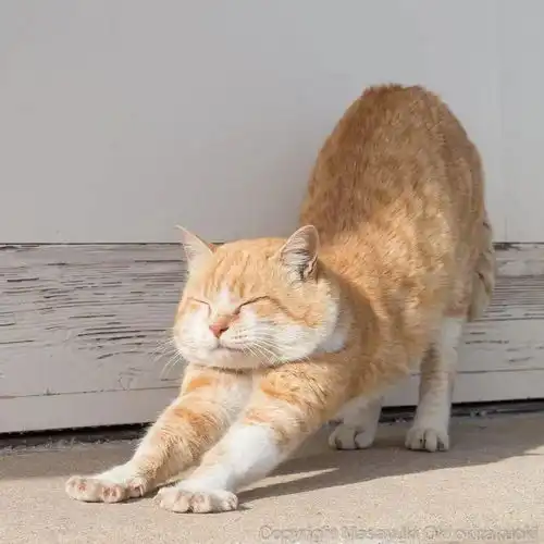 伸懒腰表情包可爱gif猫