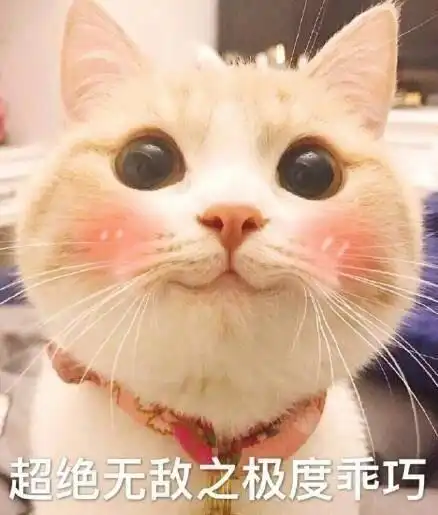  承包你的表情包这些网红喵星人你都认识吗