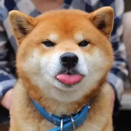  没有什么吸柴犬解决不了的烦恼,如果有,那就多吸几口