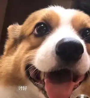  心心念念的小柯基的可爱表情包