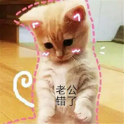 撒娇表情包图片小猫咪