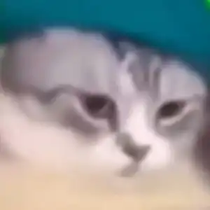  猫meme钢琴简谱数字双手