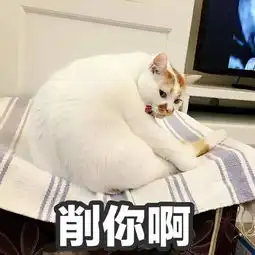  网红猫楼楼去世变小天使表情包我以后就是小天使啦