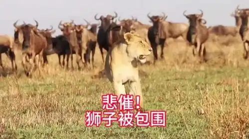  悲催狮子被角马群包围,苍天饶过谁神奇动物在抖音
