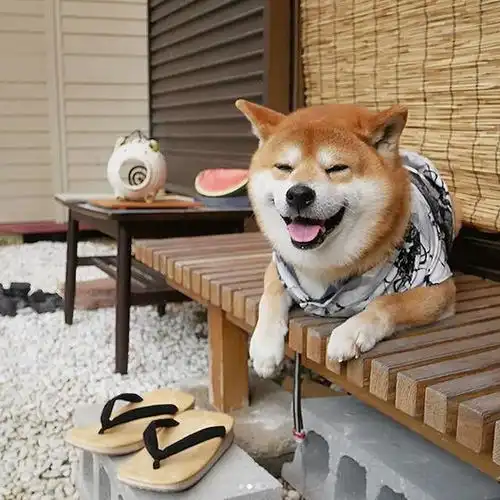帮我关下灯表情包柴犬主