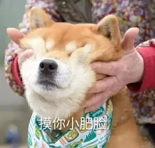  每日萌宠表情包分享36