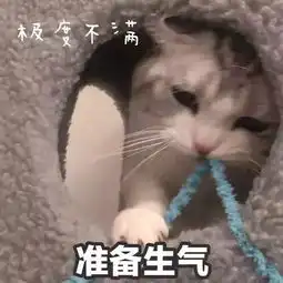  猫咪表情包打滚,撒娇,不要嫌弃我好吗