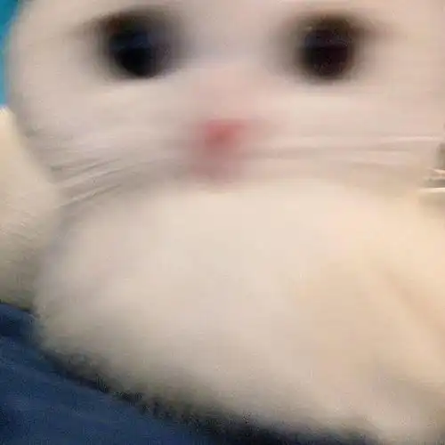  网红猫咪小奶猫蛋崽表情包三