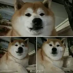  抱手柴犬表情包