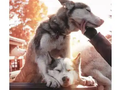  阿拉斯加幼犬弥补自身免疫缺陷吃什么狗粮好宠小皮教您这样选