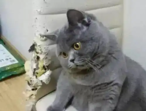  蓝猫闯祸咬坏椅子,一脸无辜死不认账,被主人拿捏弱点后傻眼了