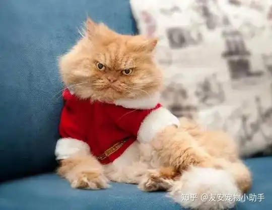  高冷猫咪,到底会不会放屁