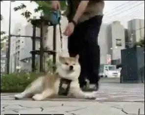  柴犬听说要回家,马上躺地上耍赖不愿走了,狗有本事拉我回去