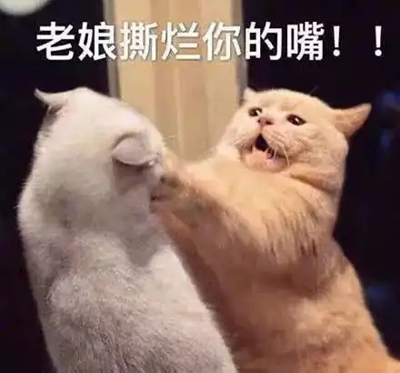  猫咪表情包,猫奴必备