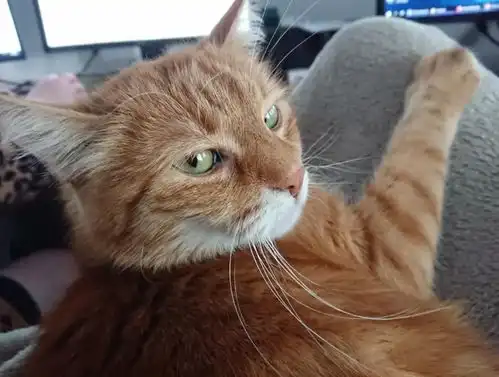  一群被迫认错的猫猫我错了,但下次还敢
