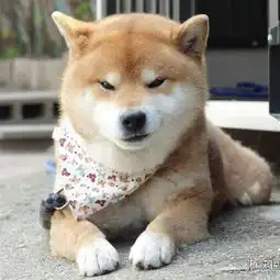  狗中吴彦祖表情最丰富魔性的柴犬让人无法抵挡