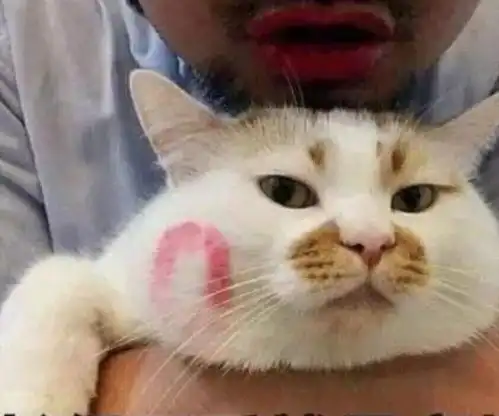  古代猫奴比现代更疯狂,盘点那些历史上那些著名的猫奴
