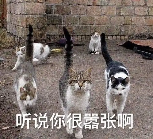  搞笑表情包听说你要搞事