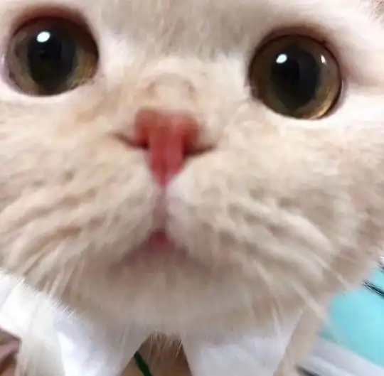  玫瑰沾白糖的相册天使猫猫的表情包