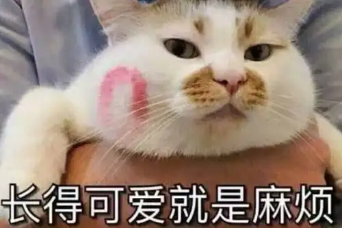  网红猫咪大盘点,我就不信还有人会不认识它们美貌与实力并存