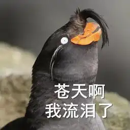  我的表情包无穷无尽鸟中终极沙雕王凤头海雀