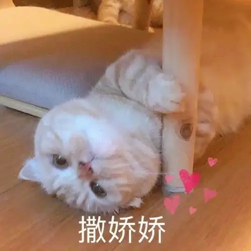  萌宠表情包撒娇娇
