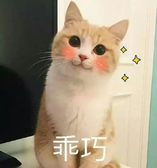 表达谢谢的表情包可爱猫