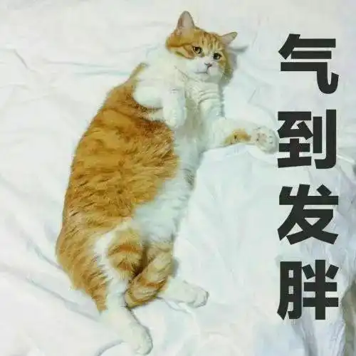  猫咖倒闭,店主留下几十只猫等死,猫咖里的猫真的快乐吗