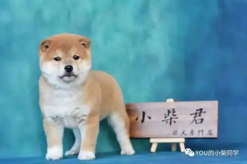  养柴科普篇养一只柴犬到底需要多大的开销
