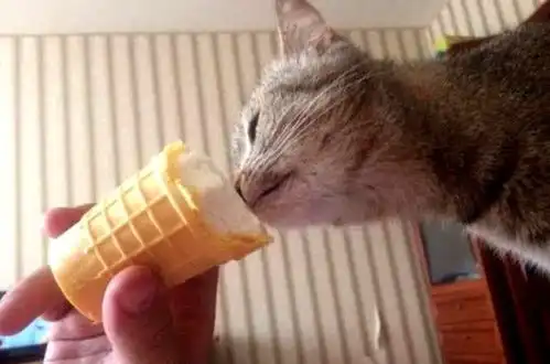 猫咪开心表情包戊肝
