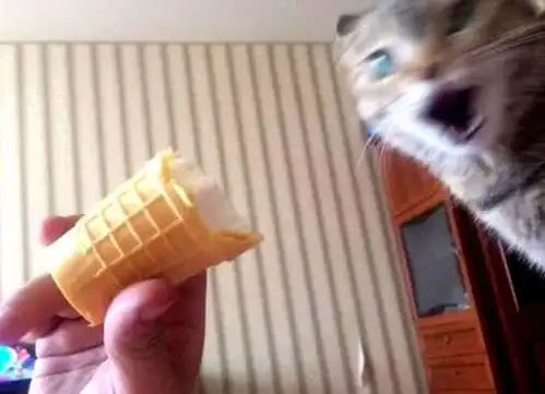  主人给猫咪吃甜筒,猫咪吃到一半开心到变形,最后的这表情亮了