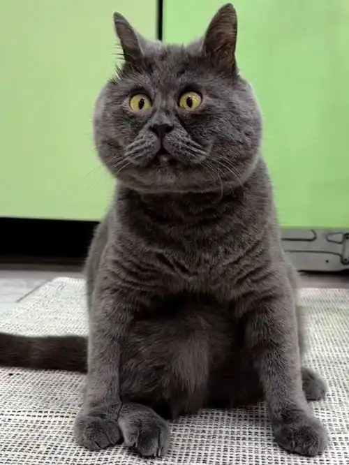 网红猫表情包公猫