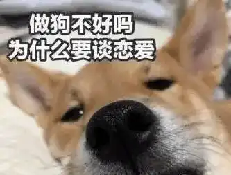  萌宠常识让你见识一下什么才是真正的舔狗