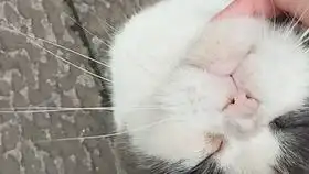  天哪半夜捡到一只大橘网红猫咪表情包出没这么不认生的猫up主还是第一次见