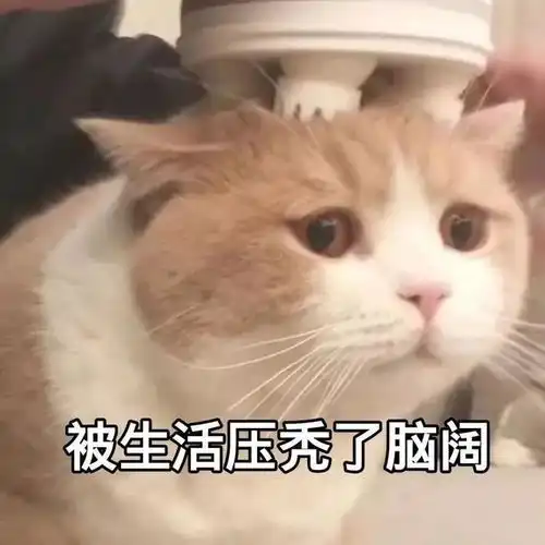  学少儿编程脱发这深深的恶意,才是教育的悲哀