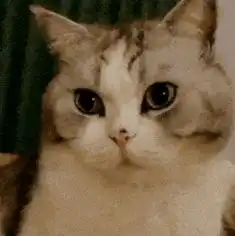 网红猫表情包re