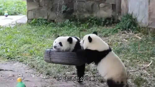  长颈鹿脖子上套了个轮胎,众人赶紧来帮忙,太暖心了