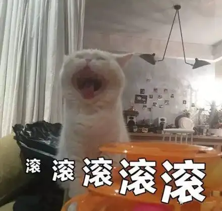 猫咪开心表情包过大年