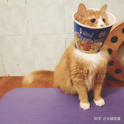  你是怎么成功治好家里猫挑食的毛病的