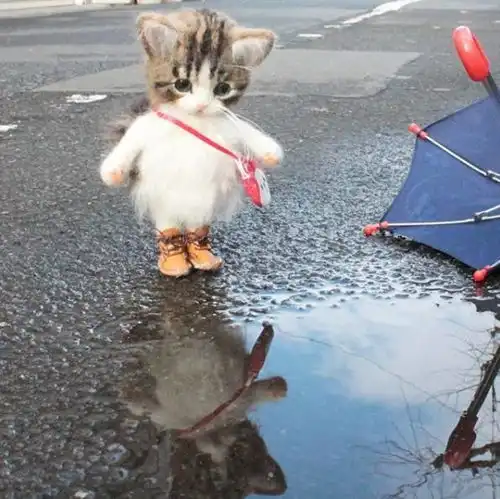  一个萌字贯穿了一生的小猫咪