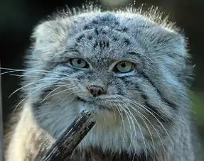  据说是表情最丰富的猫科动物,大家感受一下