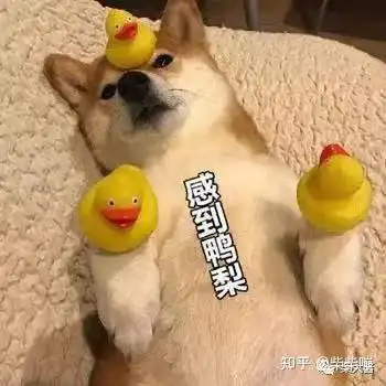  广西土猎和柴犬长很像,是一种狗吗