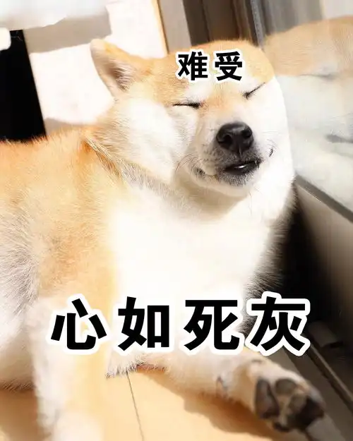  沙雕喵星人汪星人的表情包,你是要笑死我