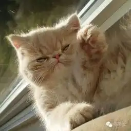  龅牙猫咪成长记从自卑萌货到霸气网红