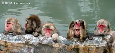  日本北海道猴子泡温泉面色红润表情销魂