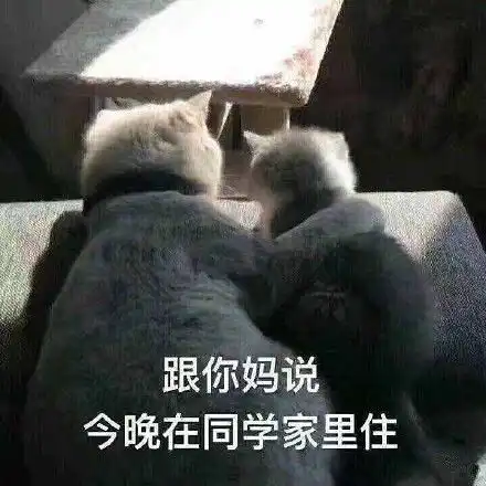  玫瑰沾白糖的相册天使猫猫的表情包