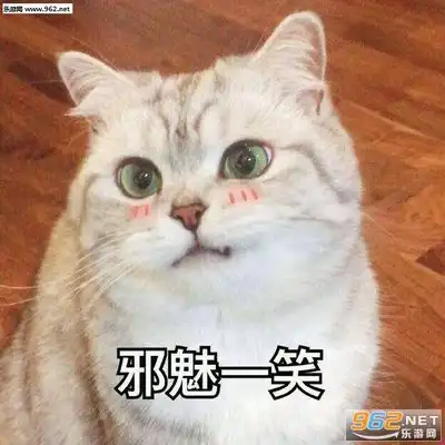  开黑吗我一个打五个猫咪表情包超可爱猫咪表情包