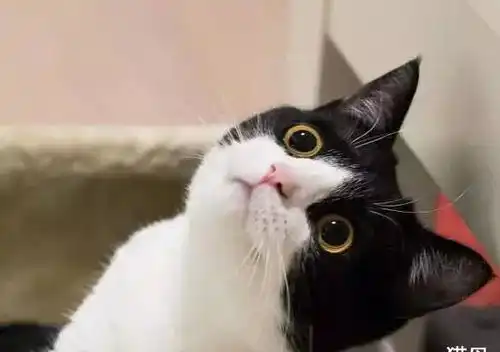  行走的表情包,你家有吗每只猫都是天生表情包
